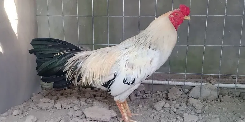 Gà chuối thường sở hữu tốc độ nhanh trong mọi khâu tấn công và phòng thủ