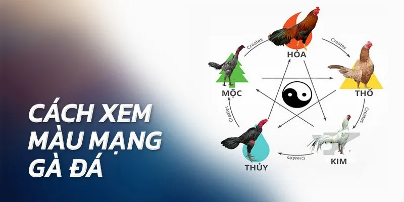Cách xem màu mạng gà theo ngũ hành phong thủy