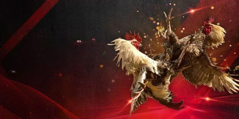 Giới thiệu thể loại đá gà Mỹ trực tiếp