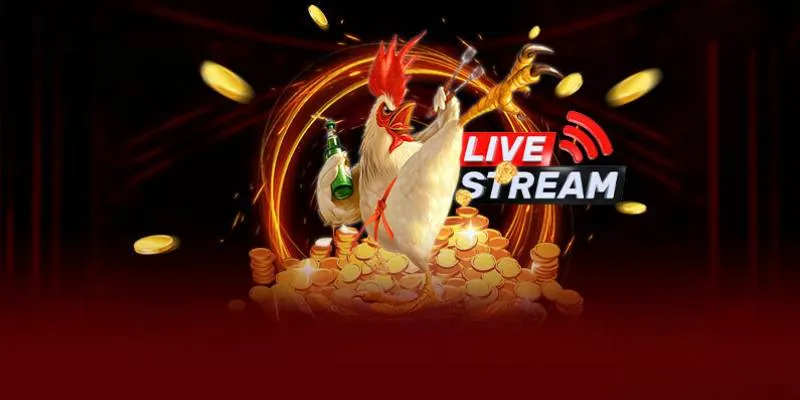 Lưu ý khi chơi đá gà Mỹ trực tiếp