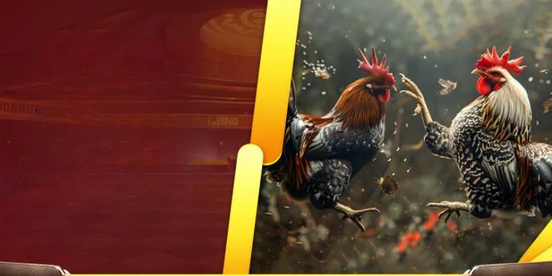 Đá gà Mỹ trực tiếp luôn mang lại bầu không khí sôi động