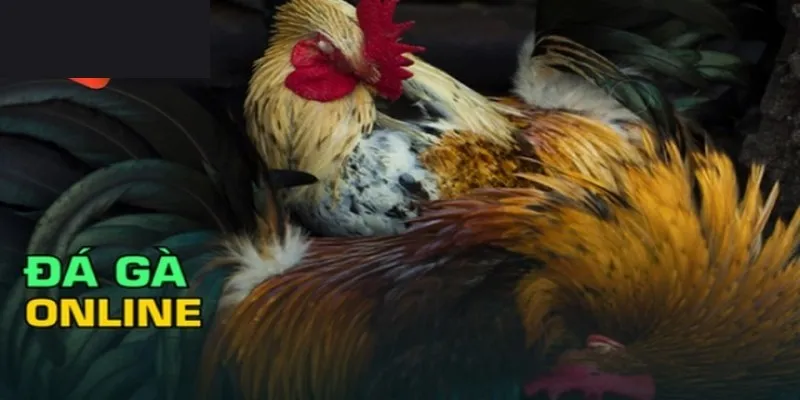 Chia sẻ chiến thuật cược đá gà Hello88 luôn thắng