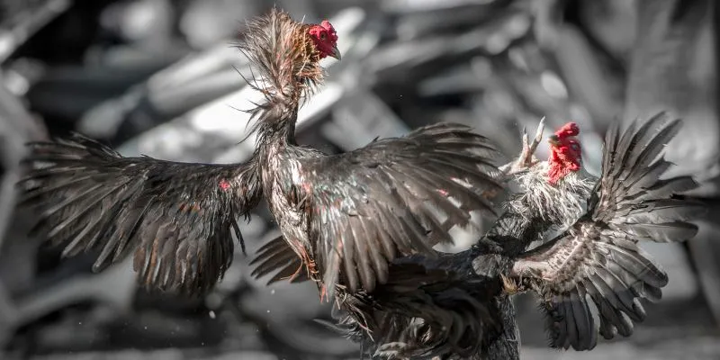 Lựa chọn kèo đá kê phù hợp