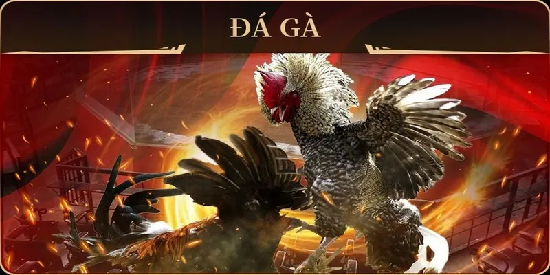 Các hình thức cược đá gà phổ biến hiện nay